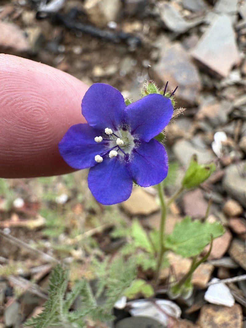 Tacky Phacelia photo 3