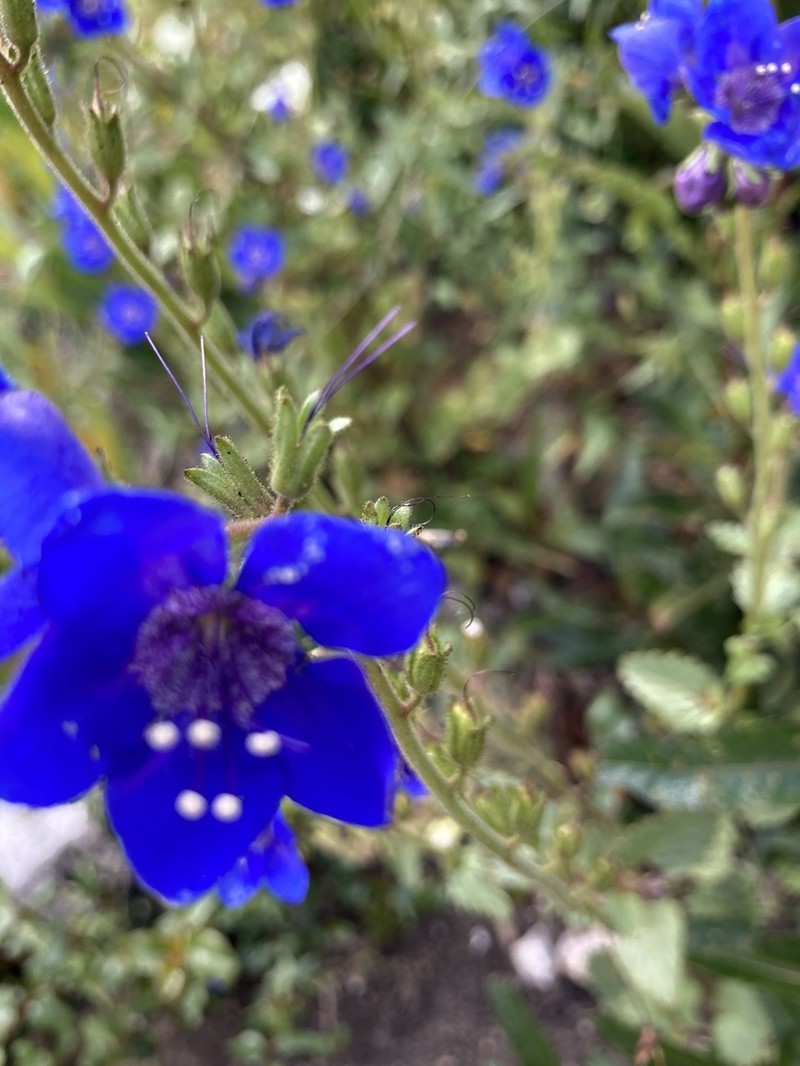 Tacky Phacelia photo 4