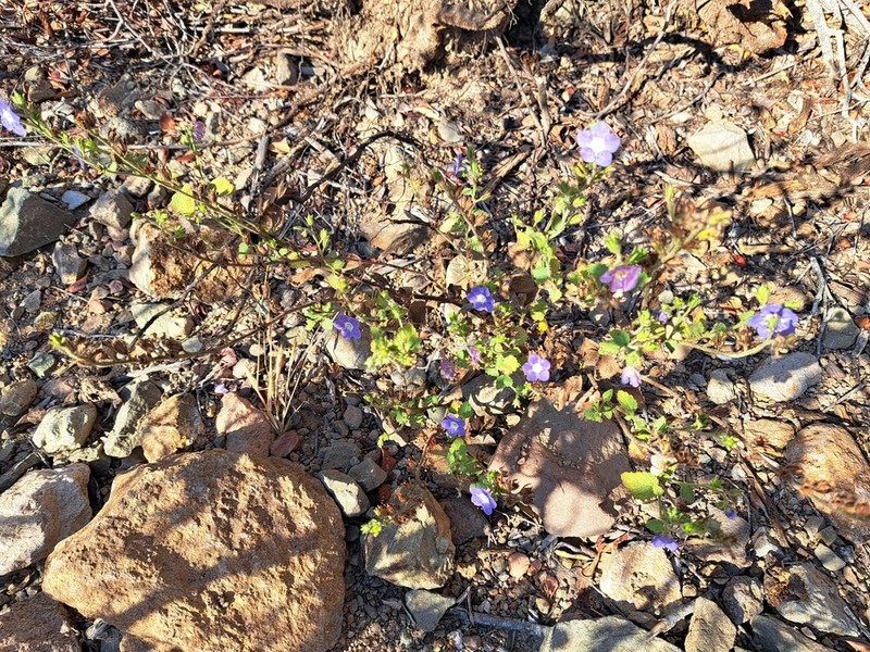 Tacky Phacelia photo 5