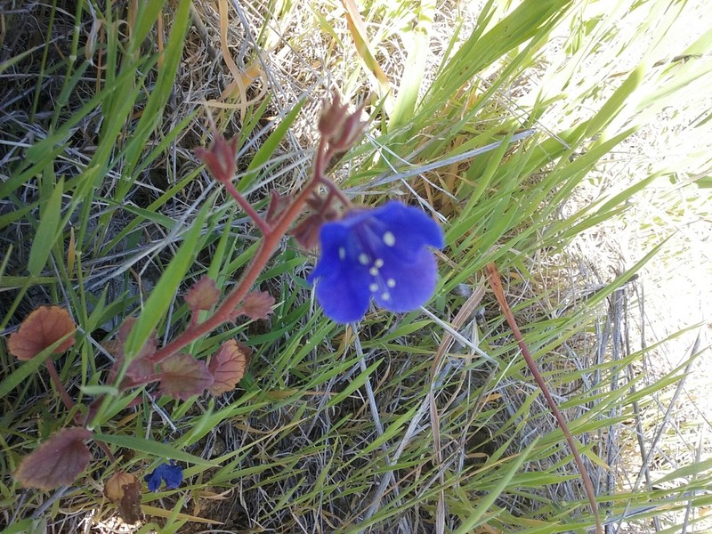 Tacky Phacelia photo 6
