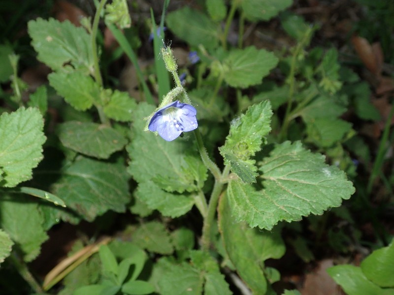 Tacky Phacelia photo 7