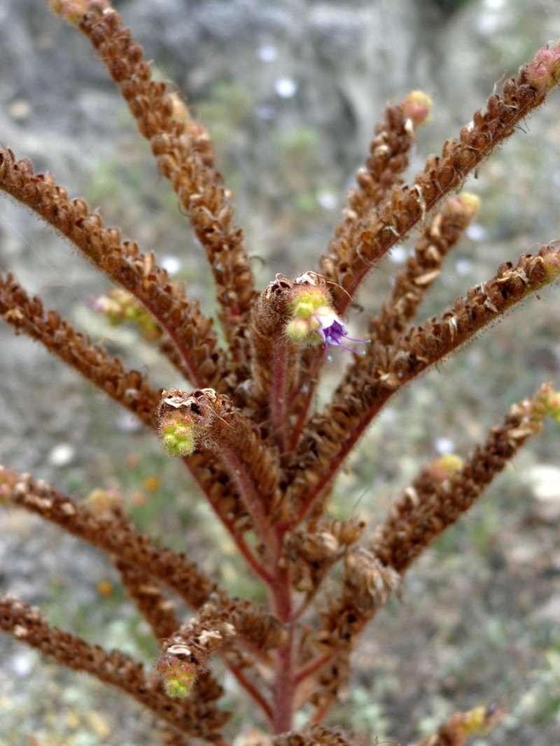 Phacelia vossii photo 2