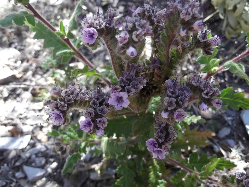 Phacelia vossii photo 4