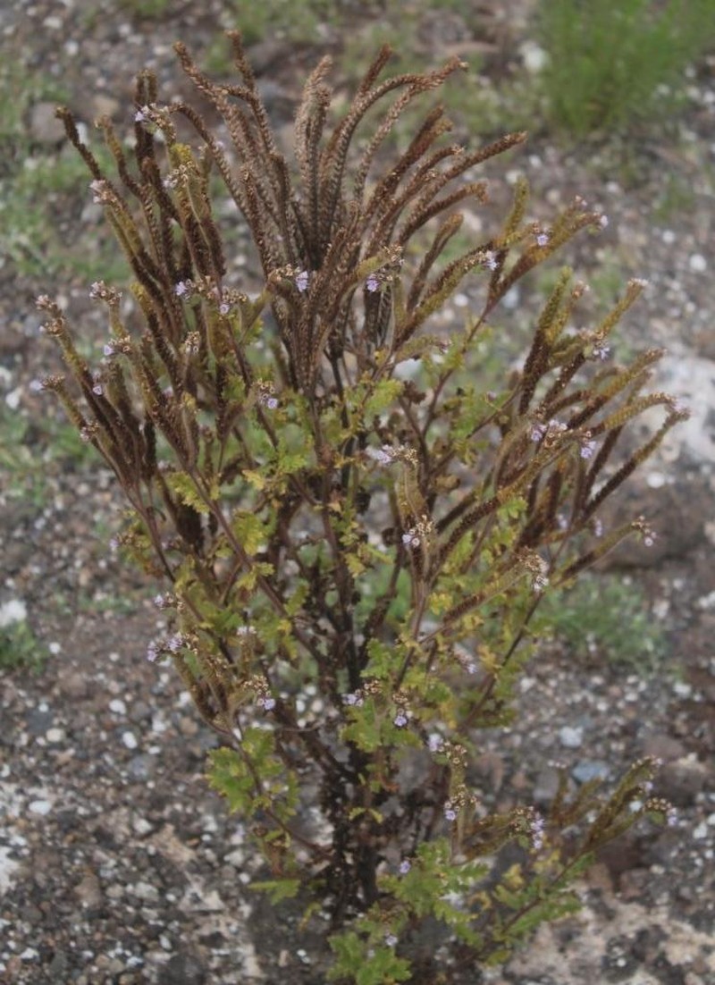 Phacelia vossii photo 5