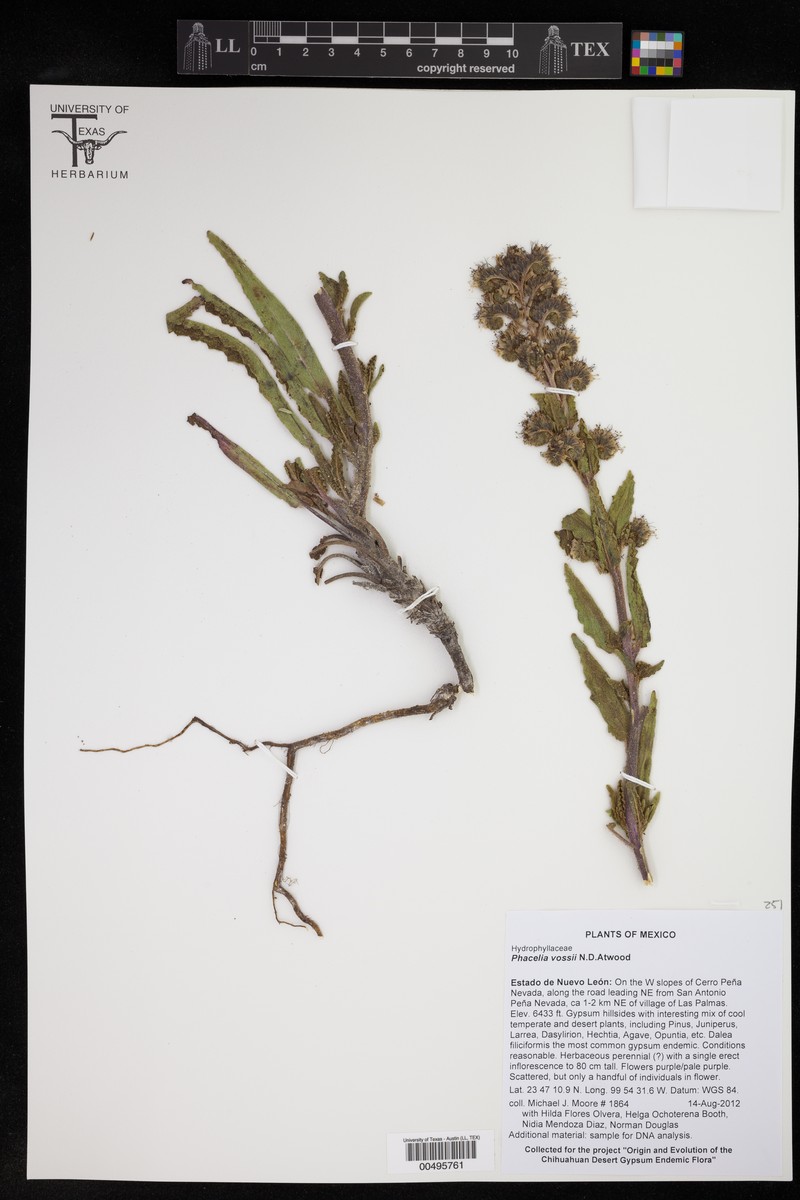 Phacelia vossii photo 6