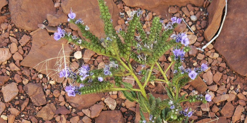 Welsh's Phacelia