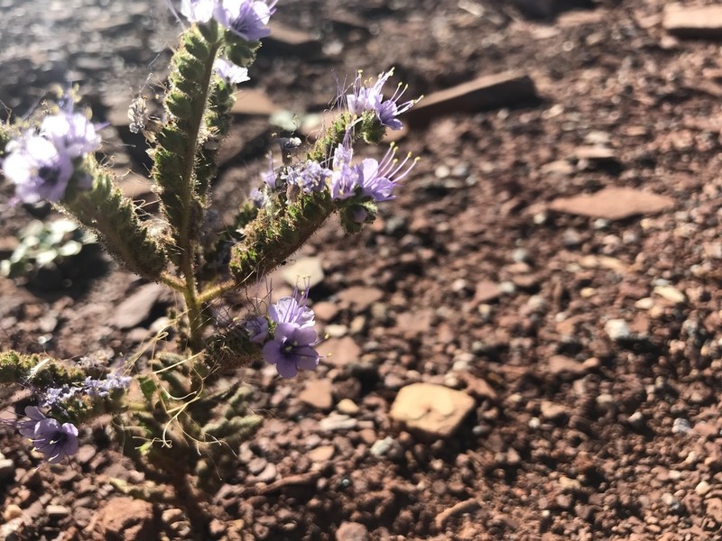 Welsh's Phacelia photo 2