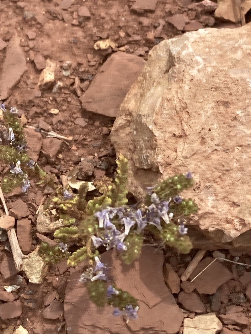 Welsh's Phacelia photo 4