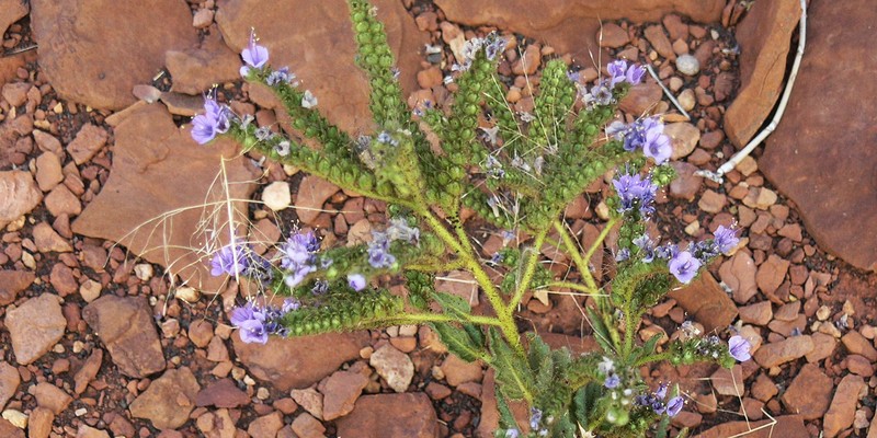 Welsh's Phacelia photo 5