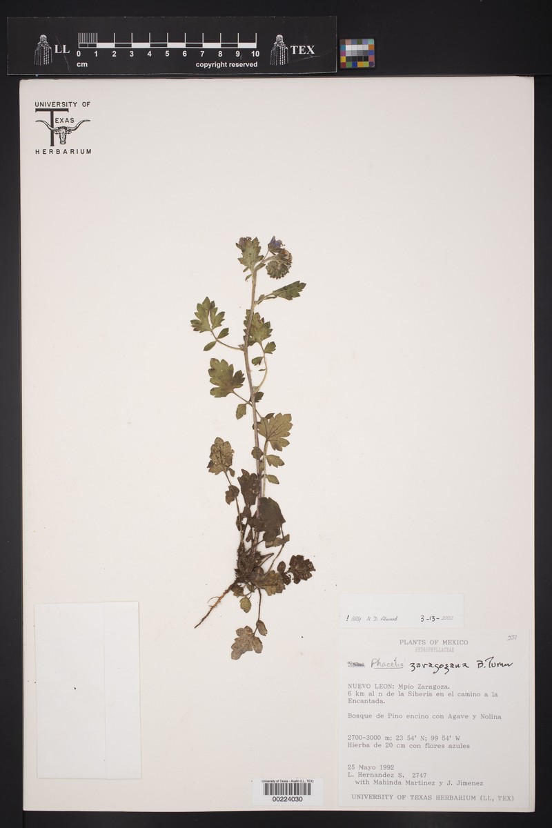 Phacelia zaragozana