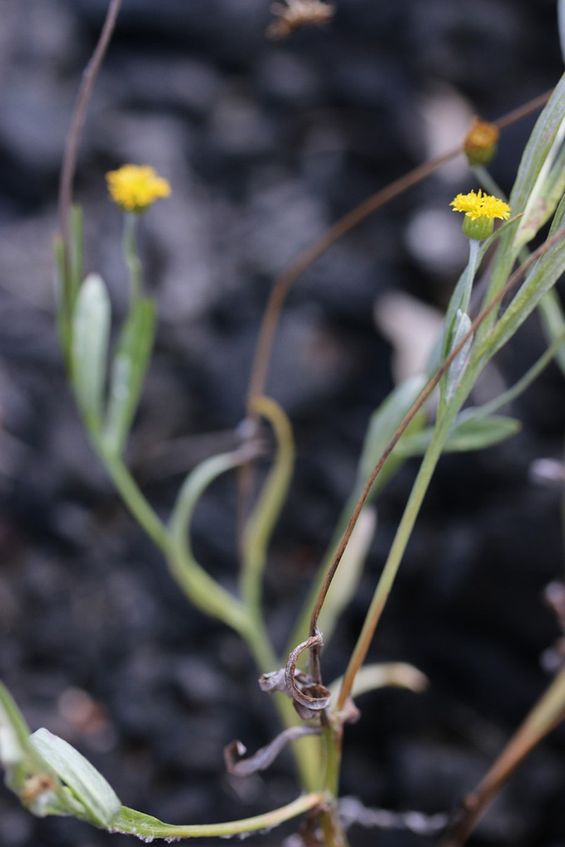 Phacellothrix cladochaeta photo 2