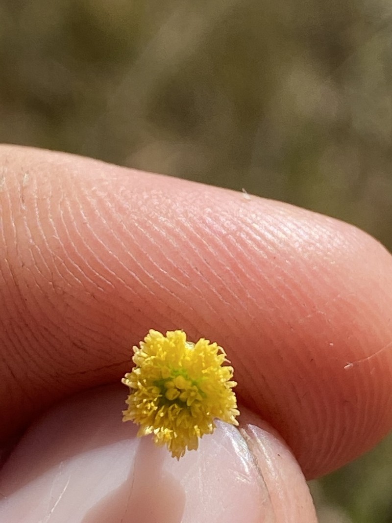 Phacellothrix cladochaeta photo 3