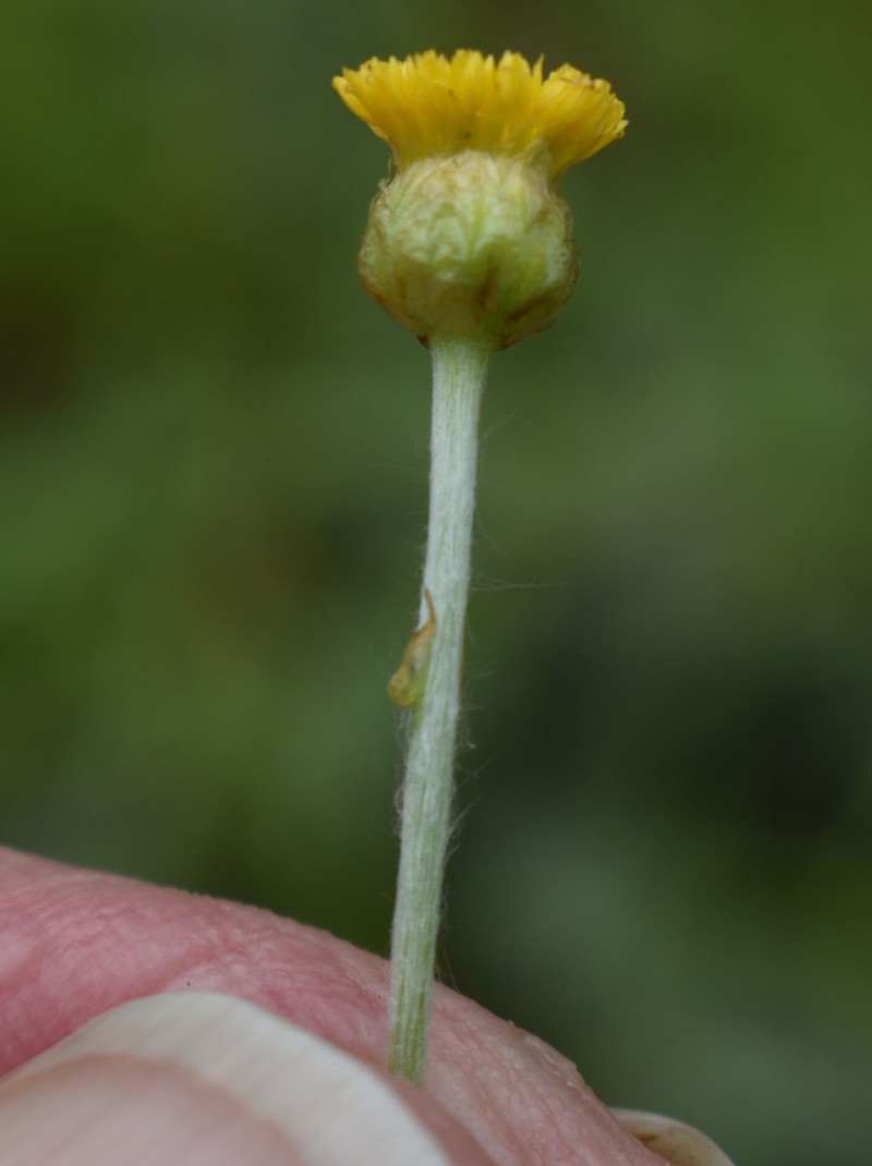 Phacellothrix cladochaeta photo 5