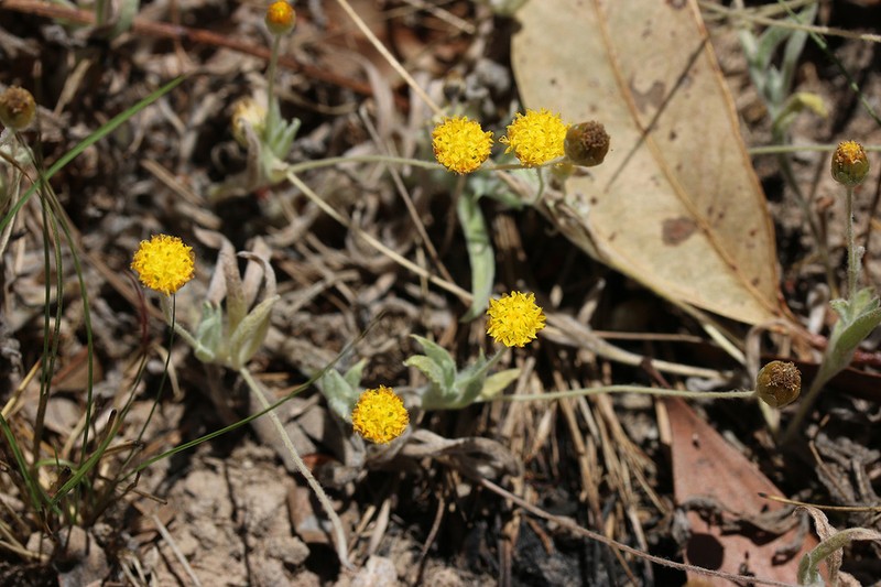 Phacellothrix cladochaeta photo 6