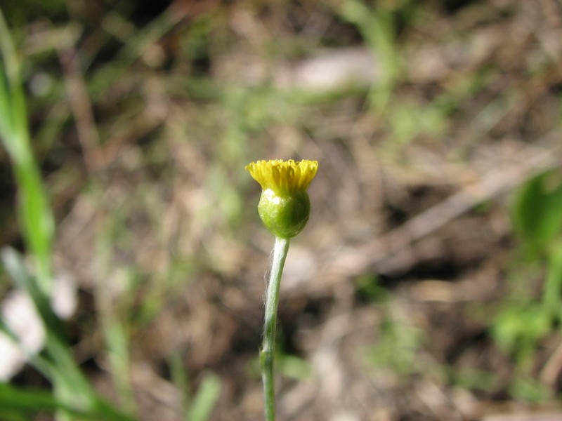 Phacellothrix cladochaeta photo 8