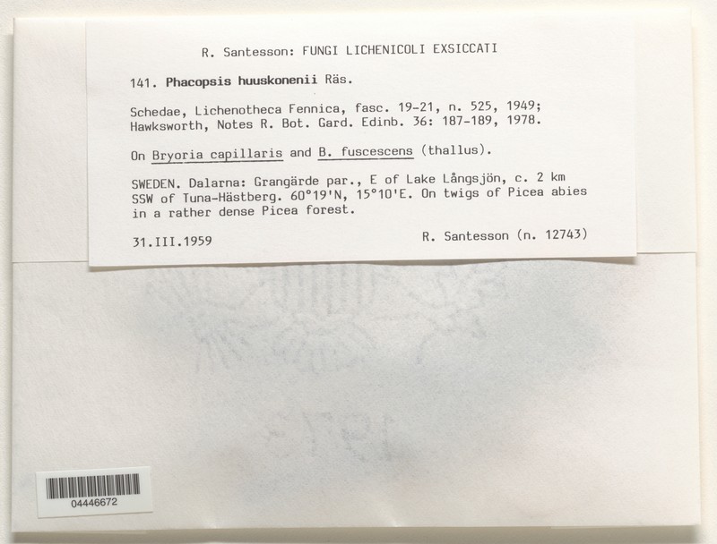 Huuskonen's Phacopsis Lichen photo 3