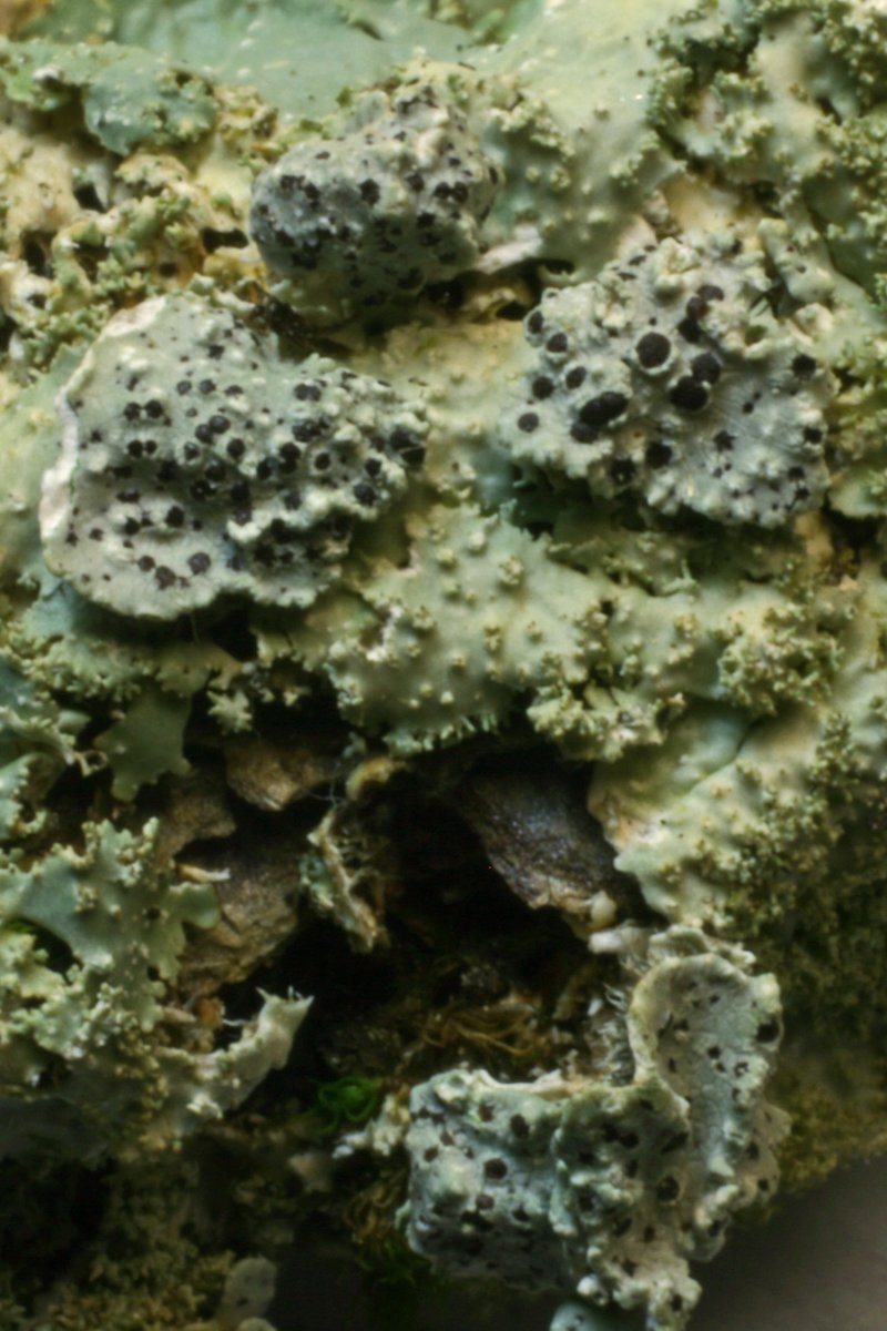 Phacopsis Lichen