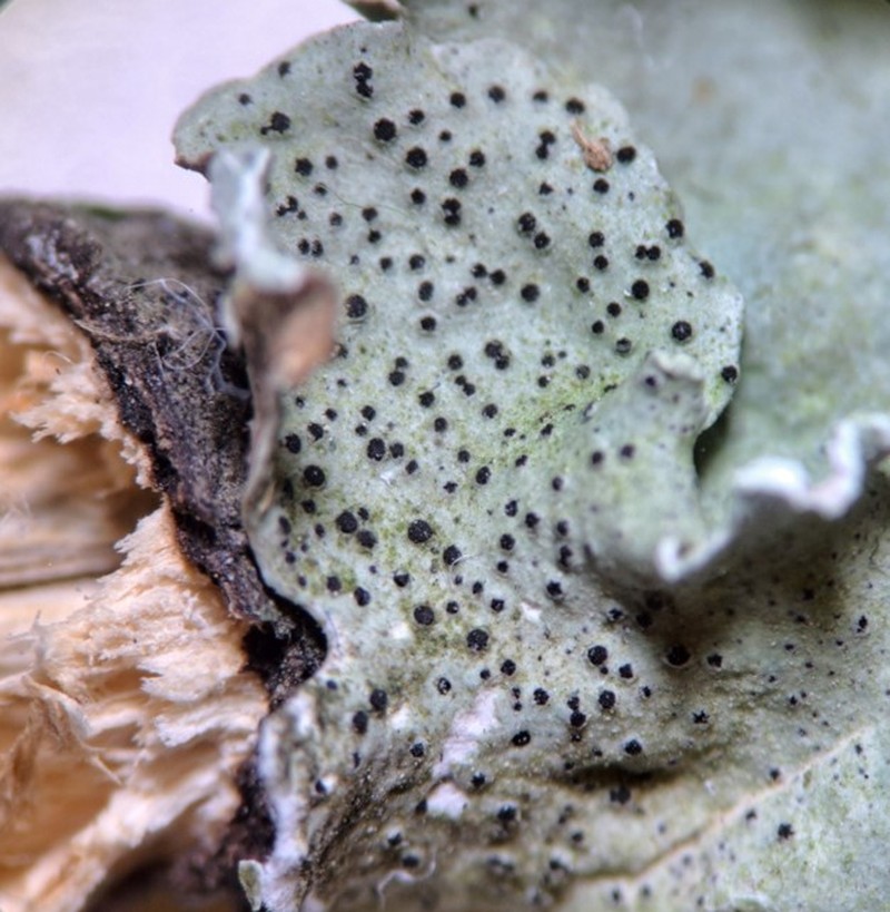 Phacopsis thallicola