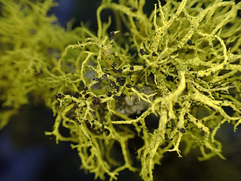 Phacopsis Lichen photo 2