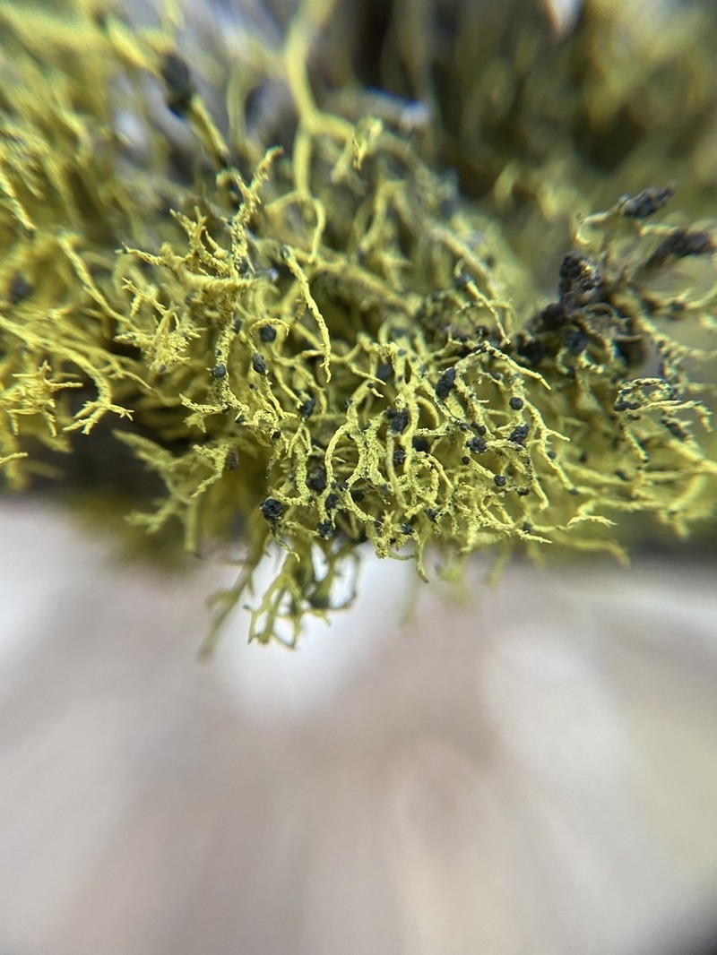 Phacopsis Lichen photo 3