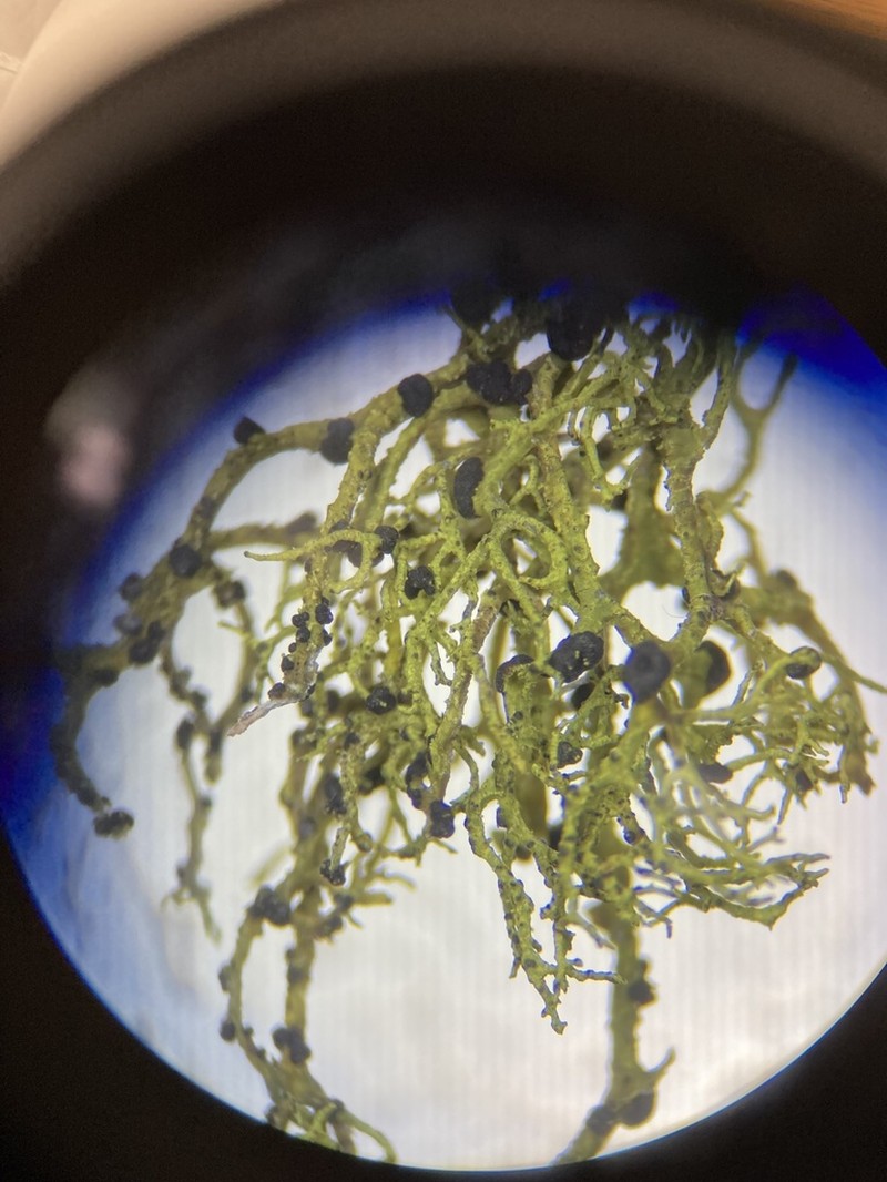 Phacopsis Lichen photo 4