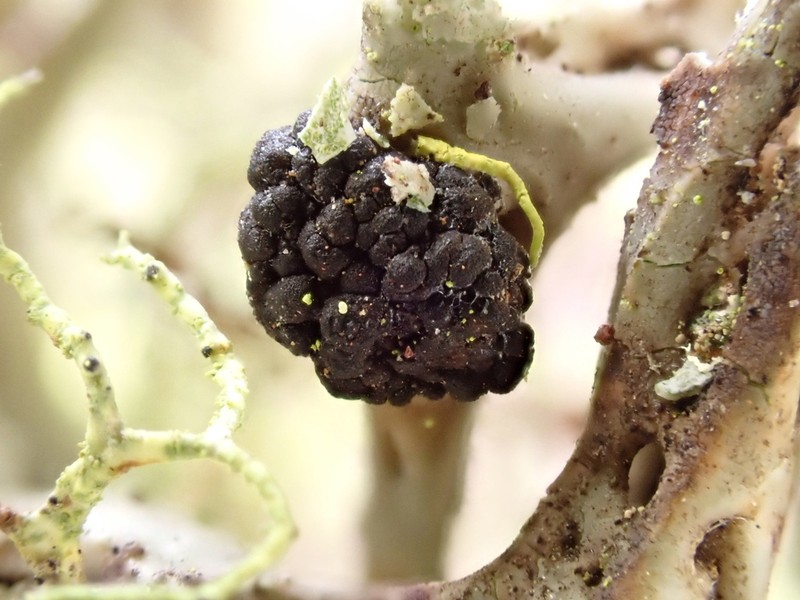 Phacopsis Lichen photo 5
