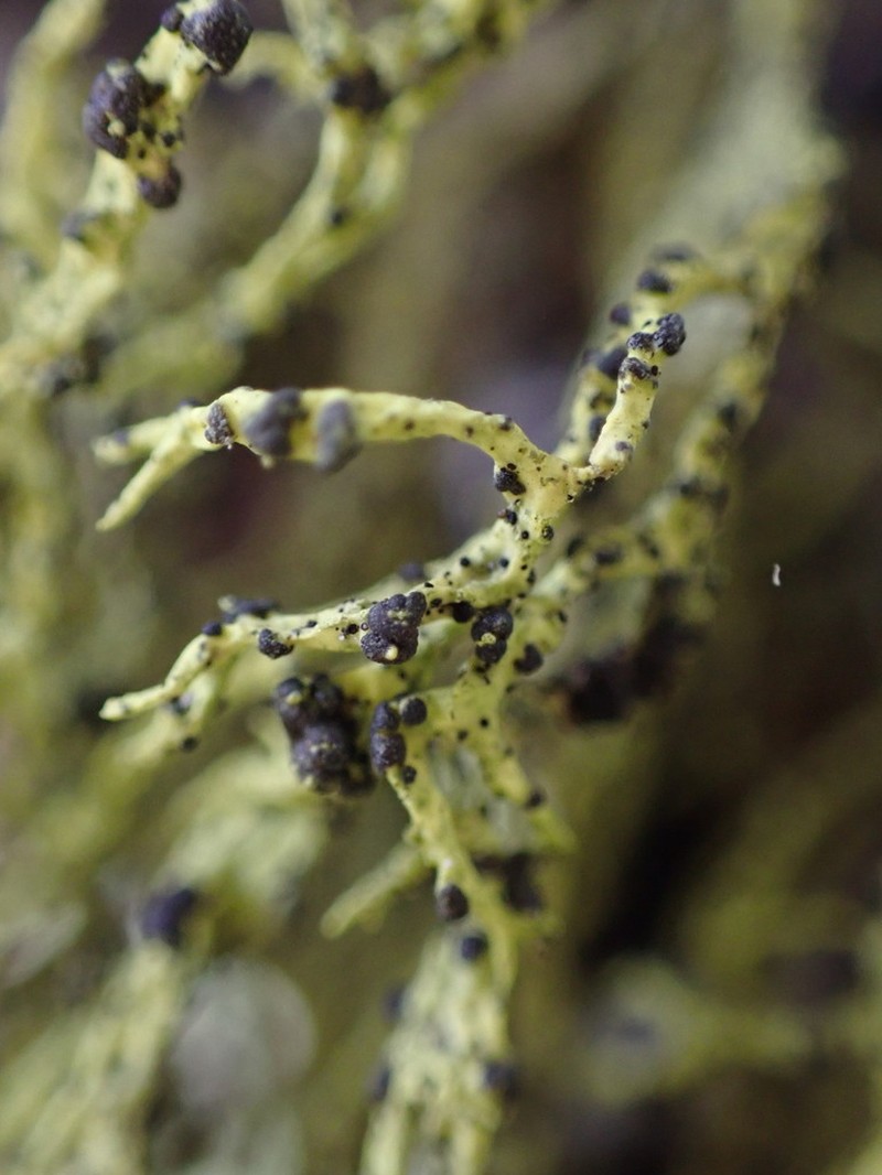 Phacopsis Lichen photo 6