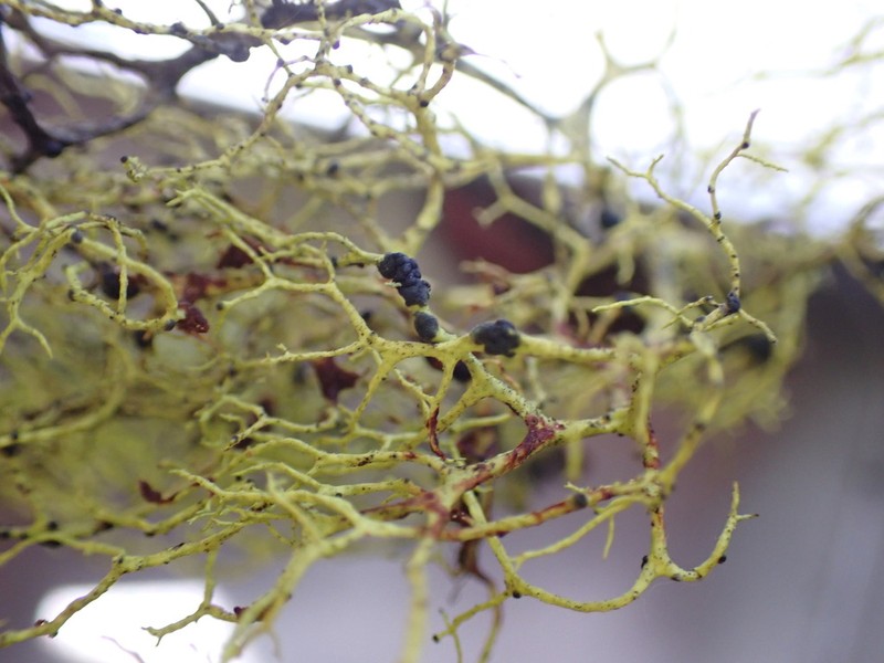 Phacopsis Lichen photo 7