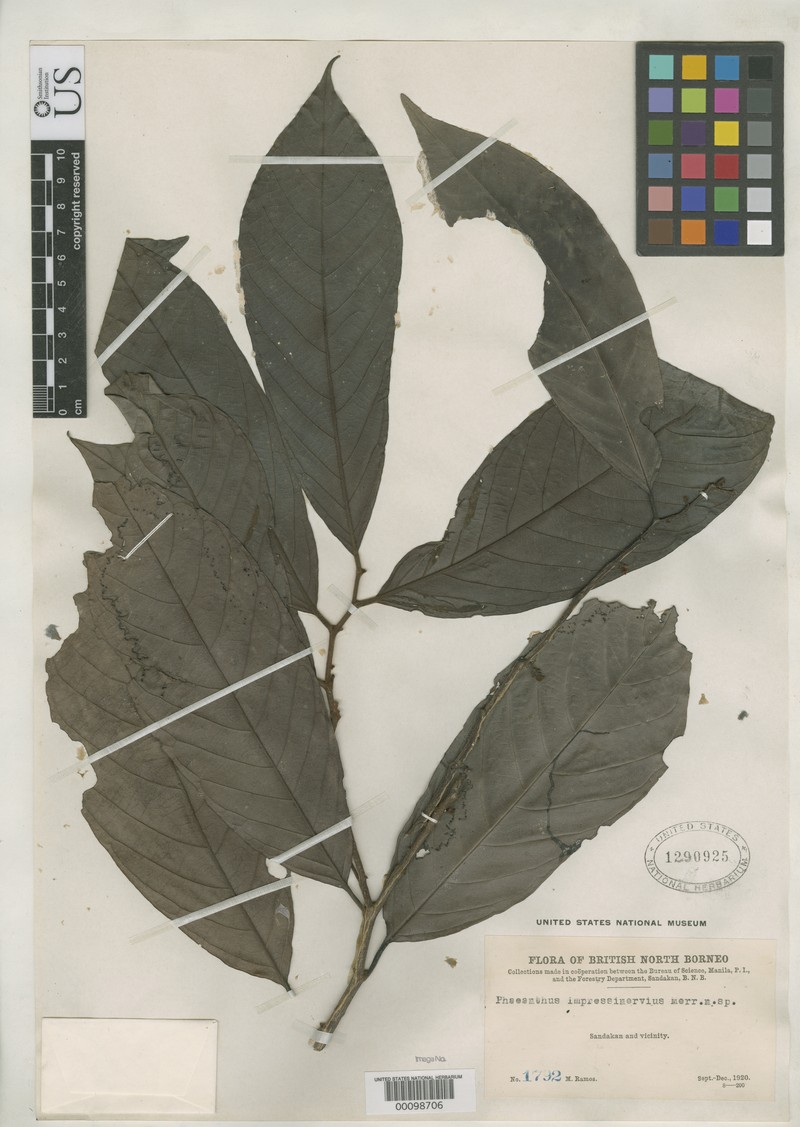 Phaeanthus impressinervius