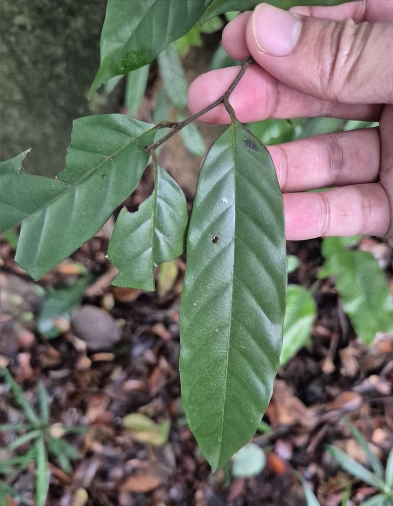 Phaeanthus intermedius