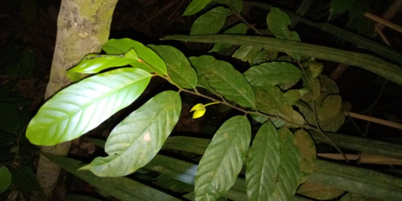 Phaeanthus intermedius photo 2