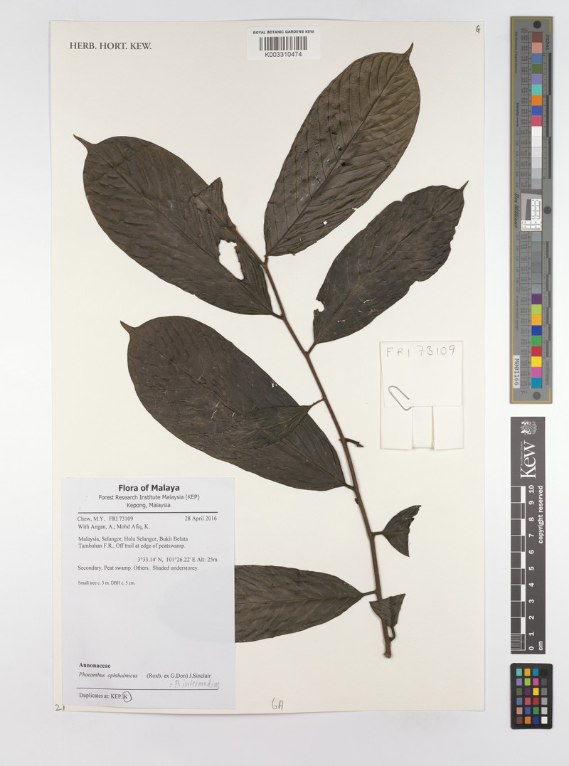 Phaeanthus intermedius photo 4