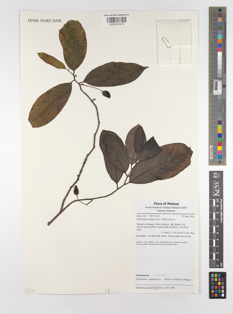 Phaeanthus intermedius photo 5