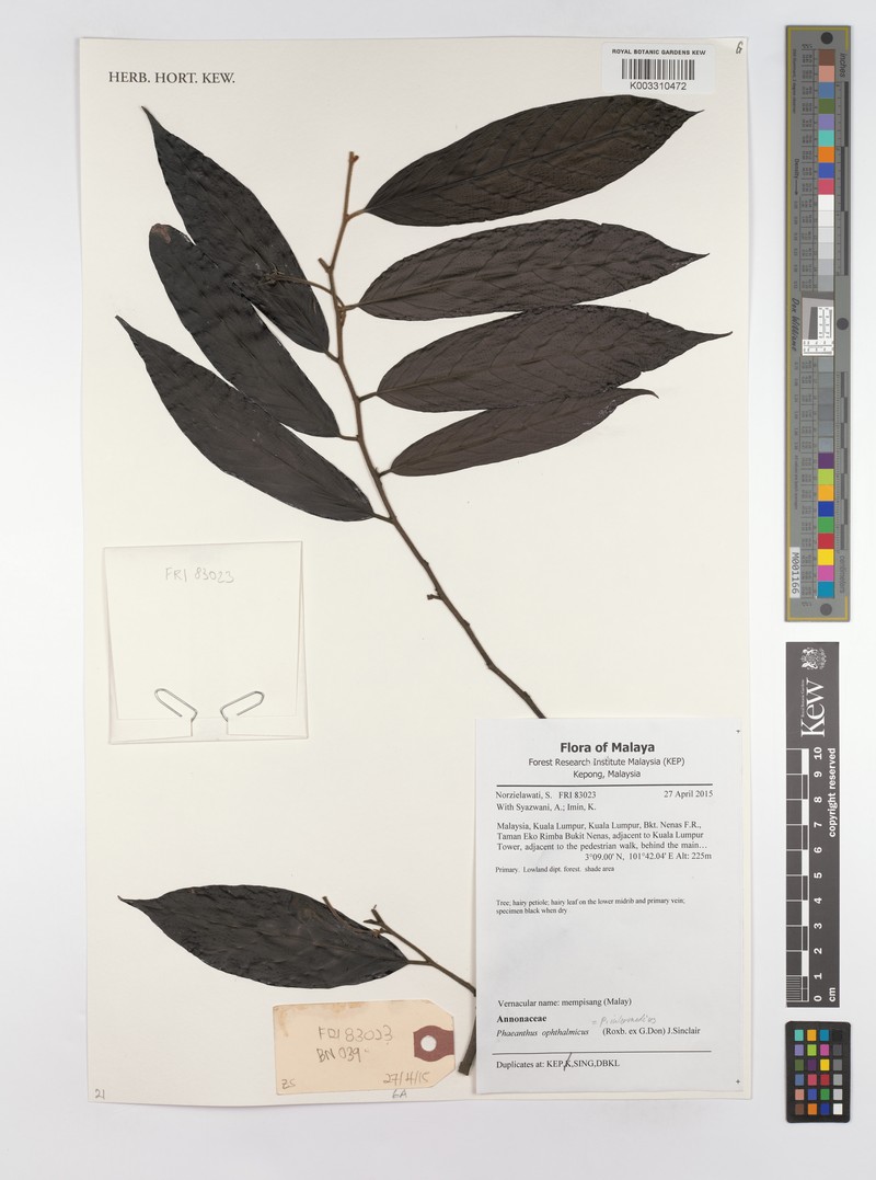 Phaeanthus intermedius photo 6