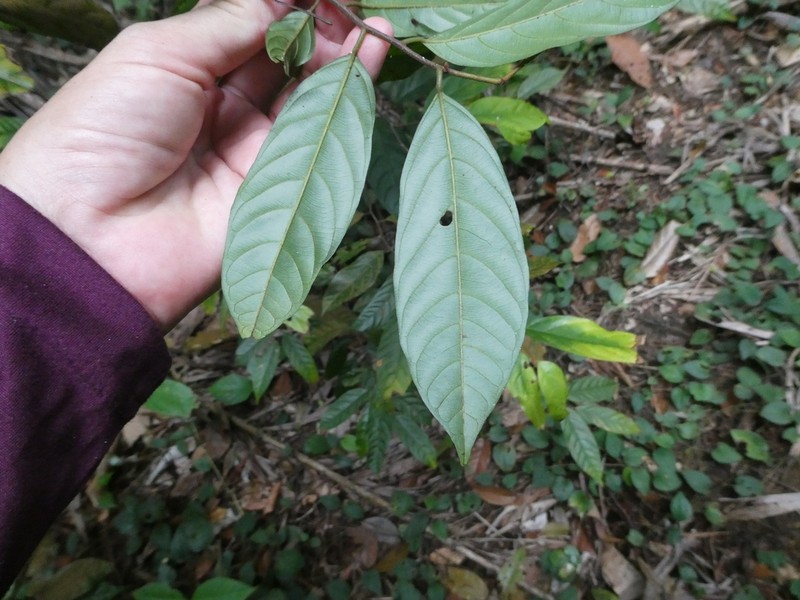 Phaeanthus ophthalmicus