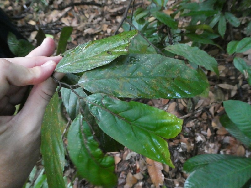 Phaeanthus ophthalmicus photo 2