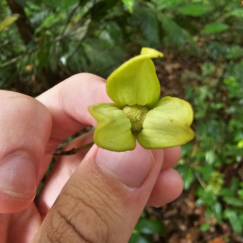 Phaeanthus ophthalmicus photo 3