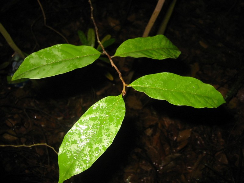 Phaeanthus ophthalmicus photo 4