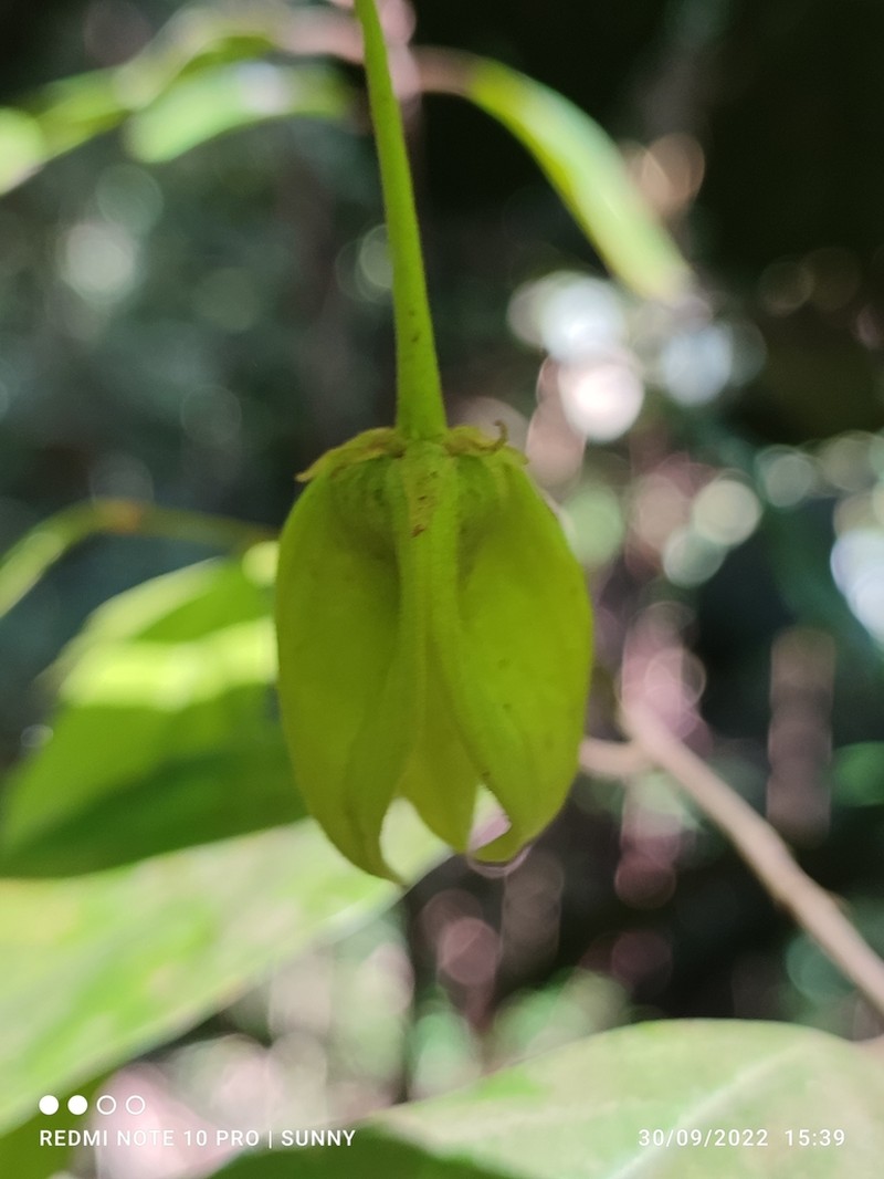 Phaeanthus ophthalmicus photo 5