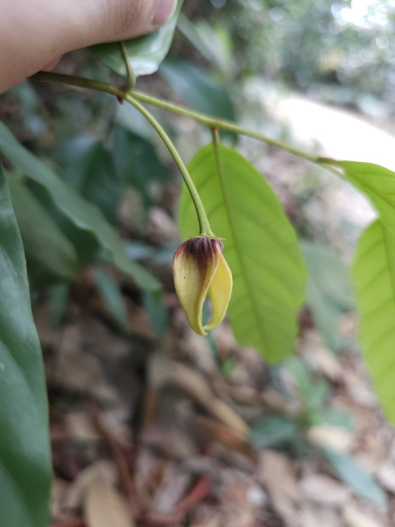 Phaeanthus ophthalmicus photo 7