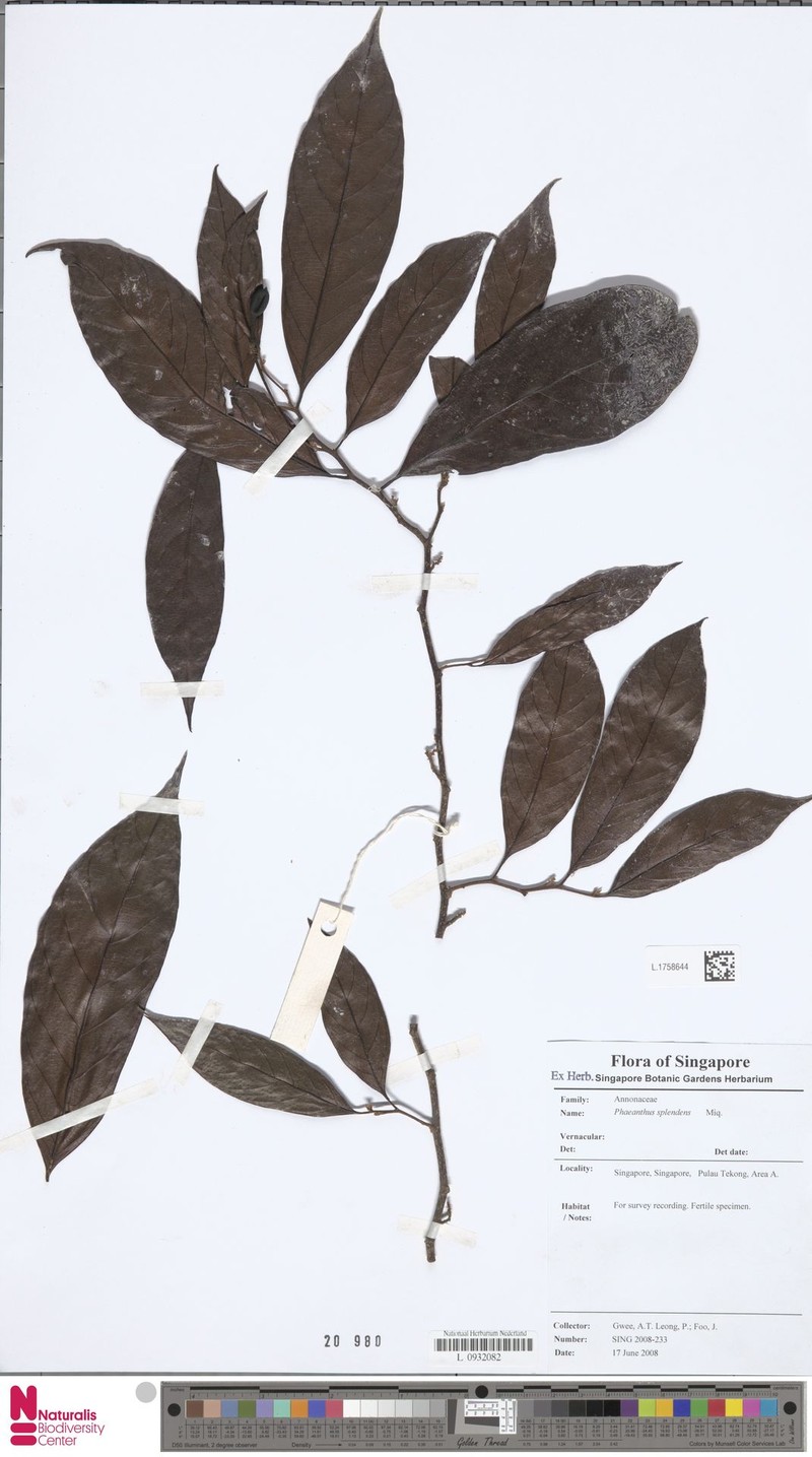 Phaeanthus splendens