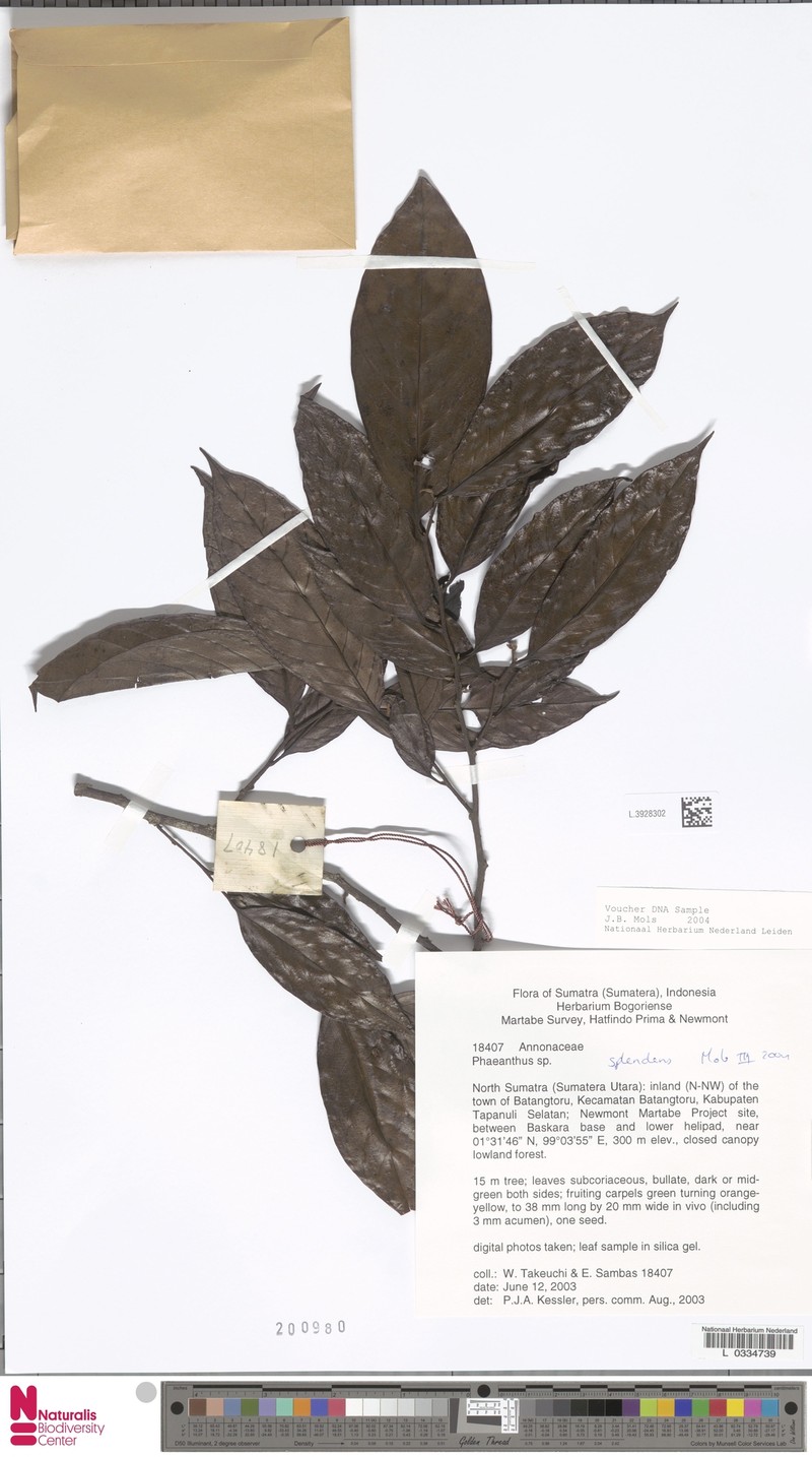 Phaeanthus splendens photo 2