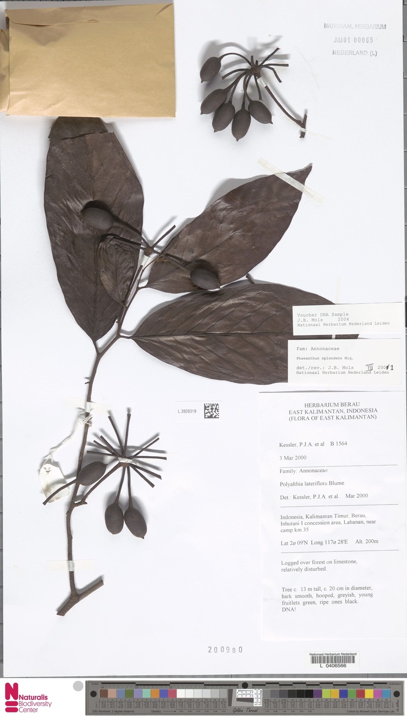 Phaeanthus splendens photo 4