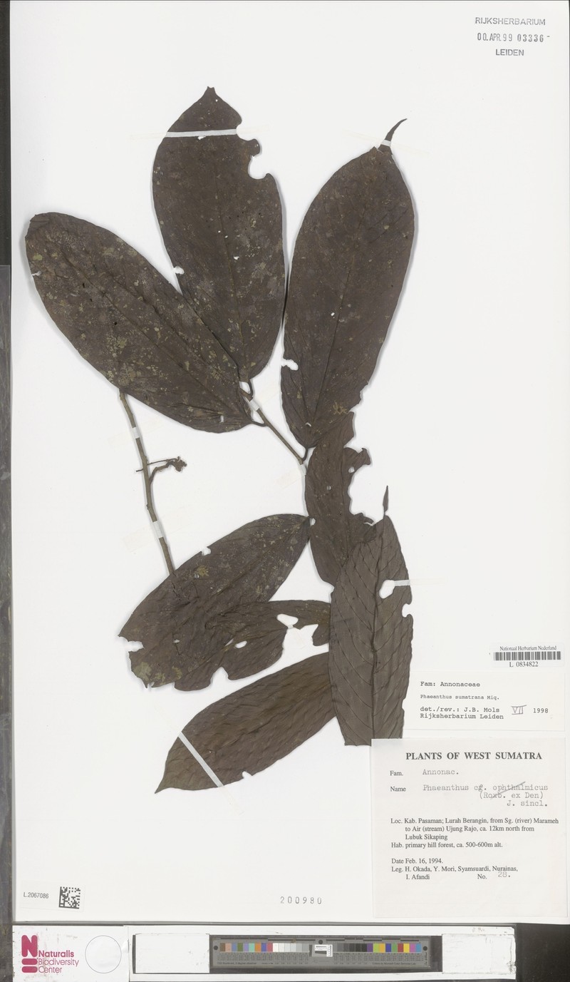 Phaeanthus sumatrana