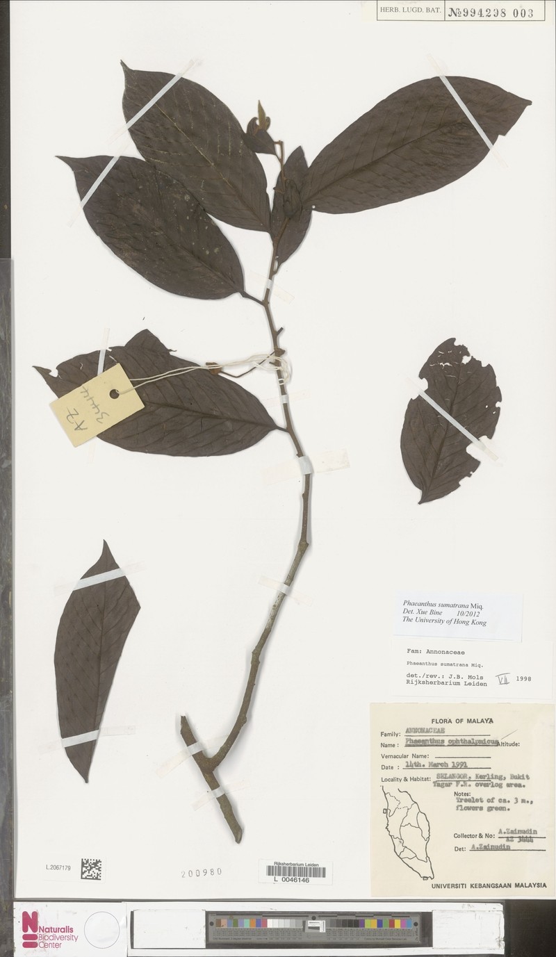 Phaeanthus sumatrana photo 2