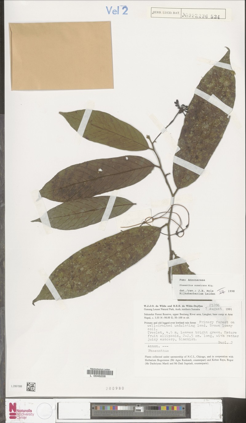 Phaeanthus sumatrana photo 3