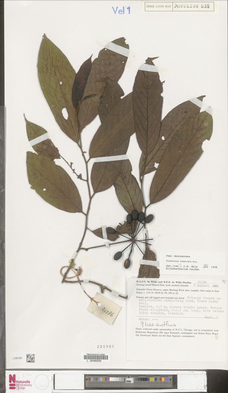 Phaeanthus sumatrana photo 4