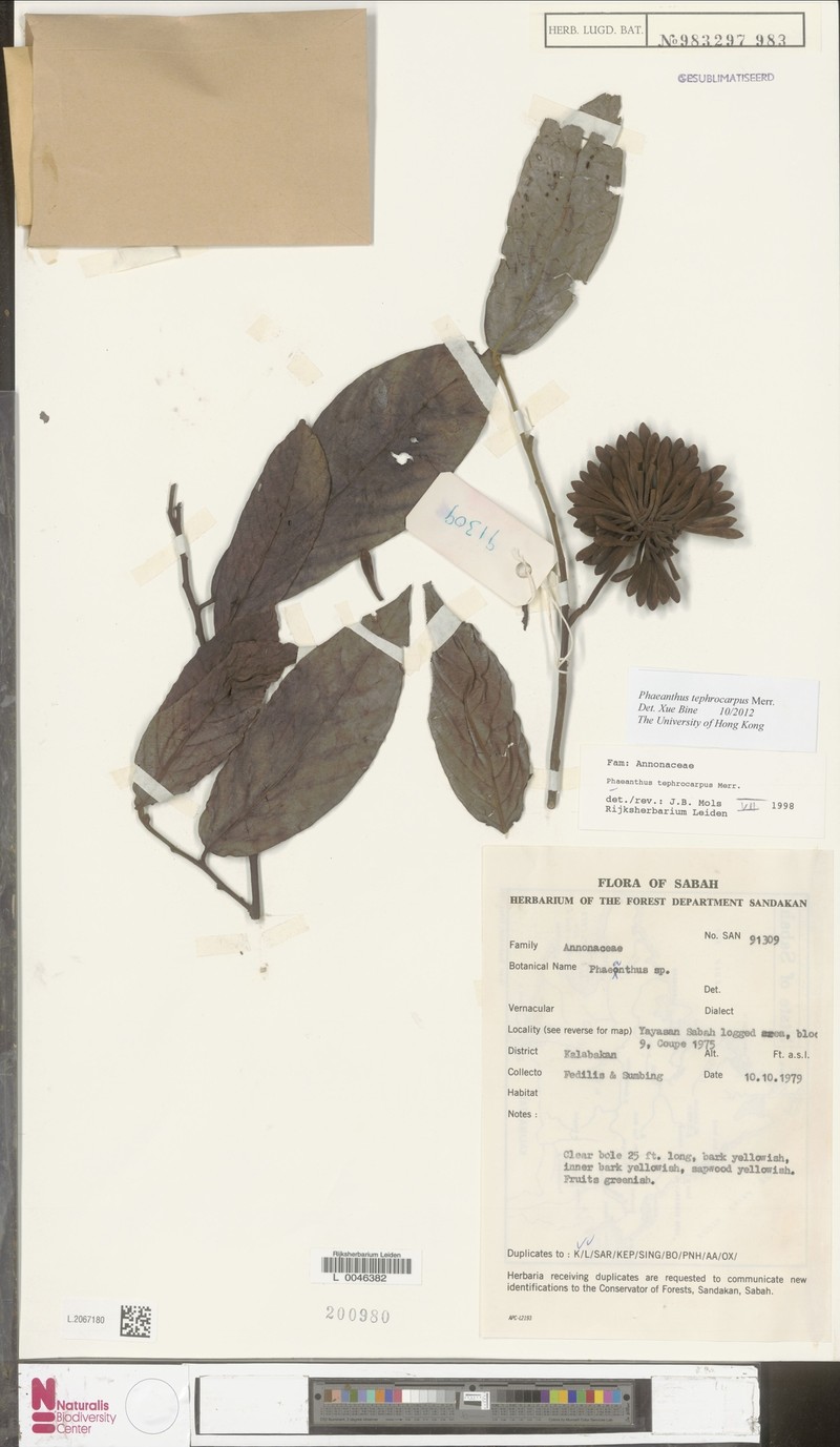Phaeanthus tephrocarpus photo 2