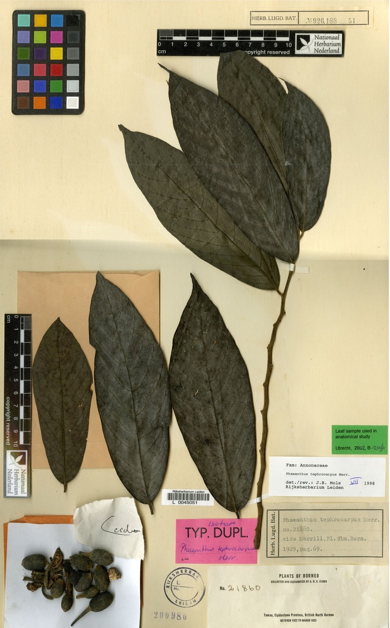 Phaeanthus tephrocarpus photo 3