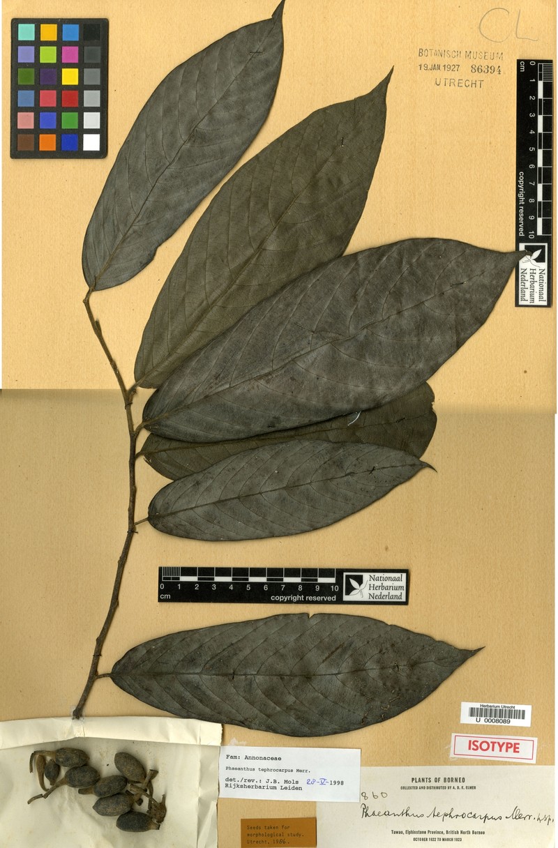 Phaeanthus tephrocarpus photo 4